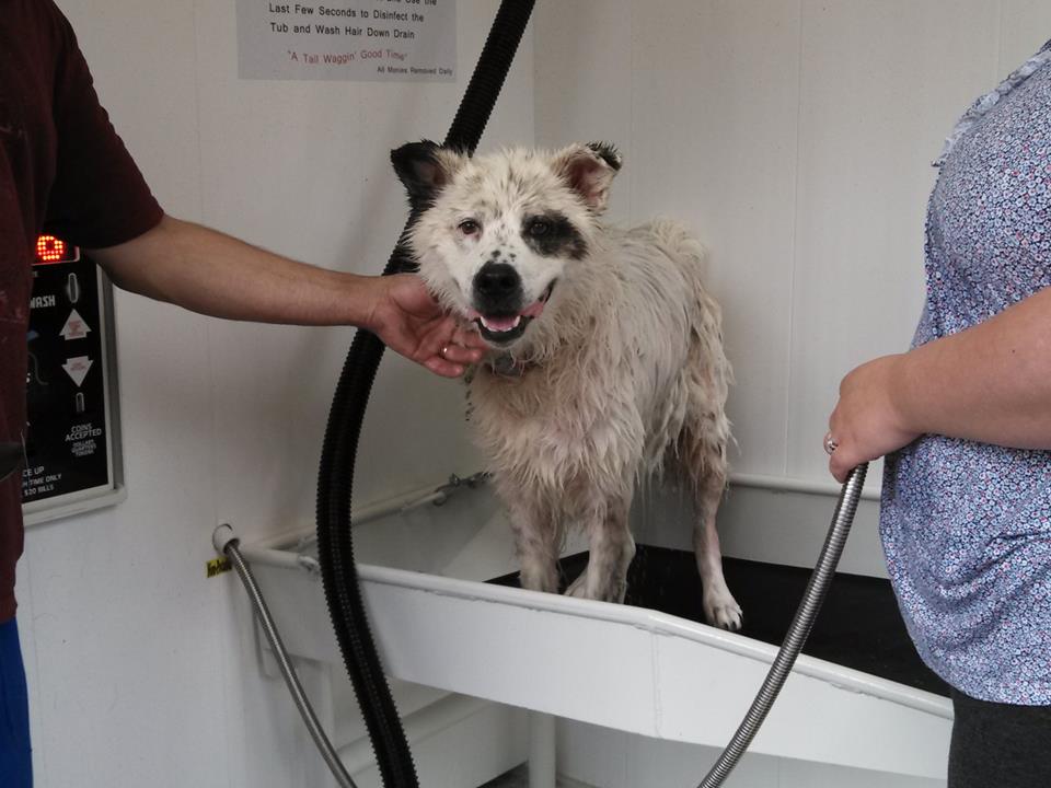 Gallery All Paws Pet Wash